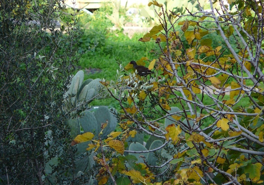 Gallinella d''acqua incredibile?????????????????